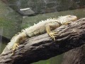 Zamość: Odwiedź ZOO po zimie (ZDJĘCIA)