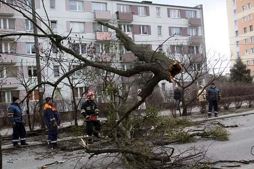 Wichura przewraca nie te drzewa