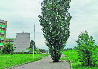 Drzewo pośrodku drogi. Niespodzianka na ul. Bolka Świdnickiego